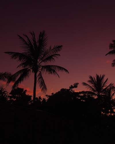 palm tree photo of coconut tree during night time arecaceae